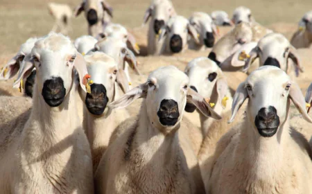 Giresun’da Küçükbaş Destek Projesi Açıldı: Başvurular 30 Nisan’da Sona Erecek