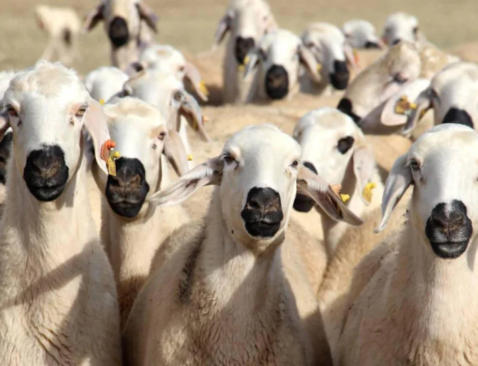 Giresun’da Küçükbaş Destek Projesi Açıldı: Başvurular 30 Nisan’da Sona Erecek