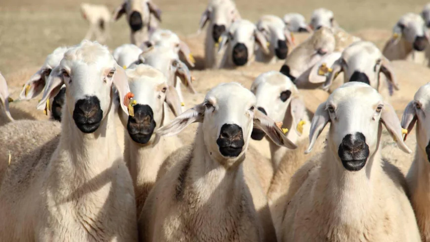 Giresun’da Küçükbaş Destek Projesi Açıldı: Başvurular 30 Nisan’da Sona Erecek